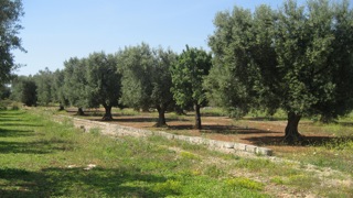 huile olive raf panorama