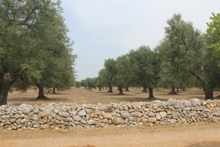 huile olive raf panorama