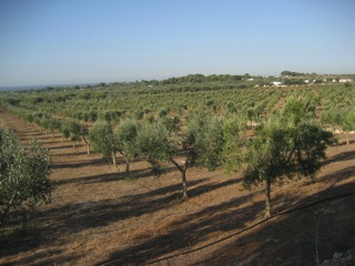 huile olive raf panorama