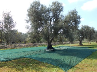 huile olive raf panorama