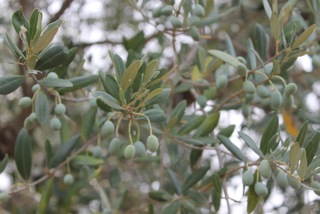 huile olive raf panorama